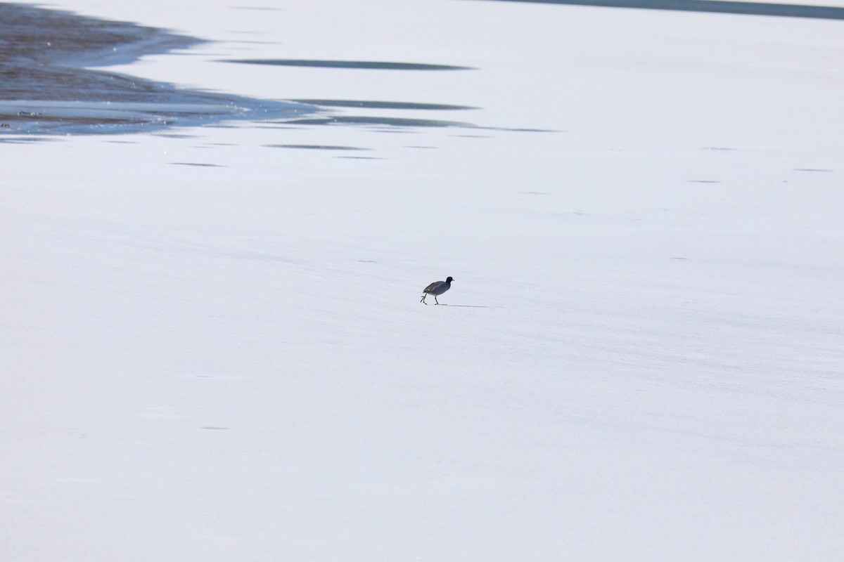 American Coot - ML629425387