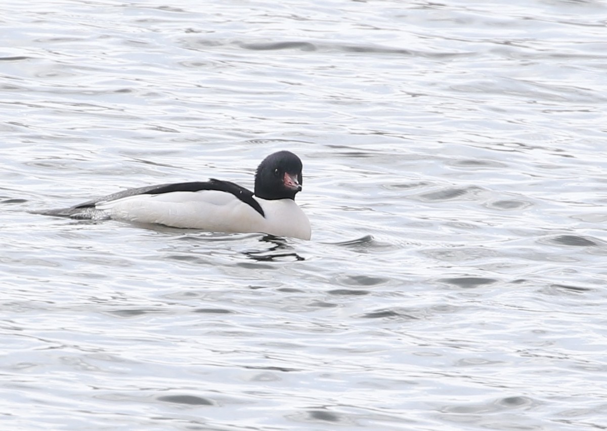 Common Merganser - ML629425592