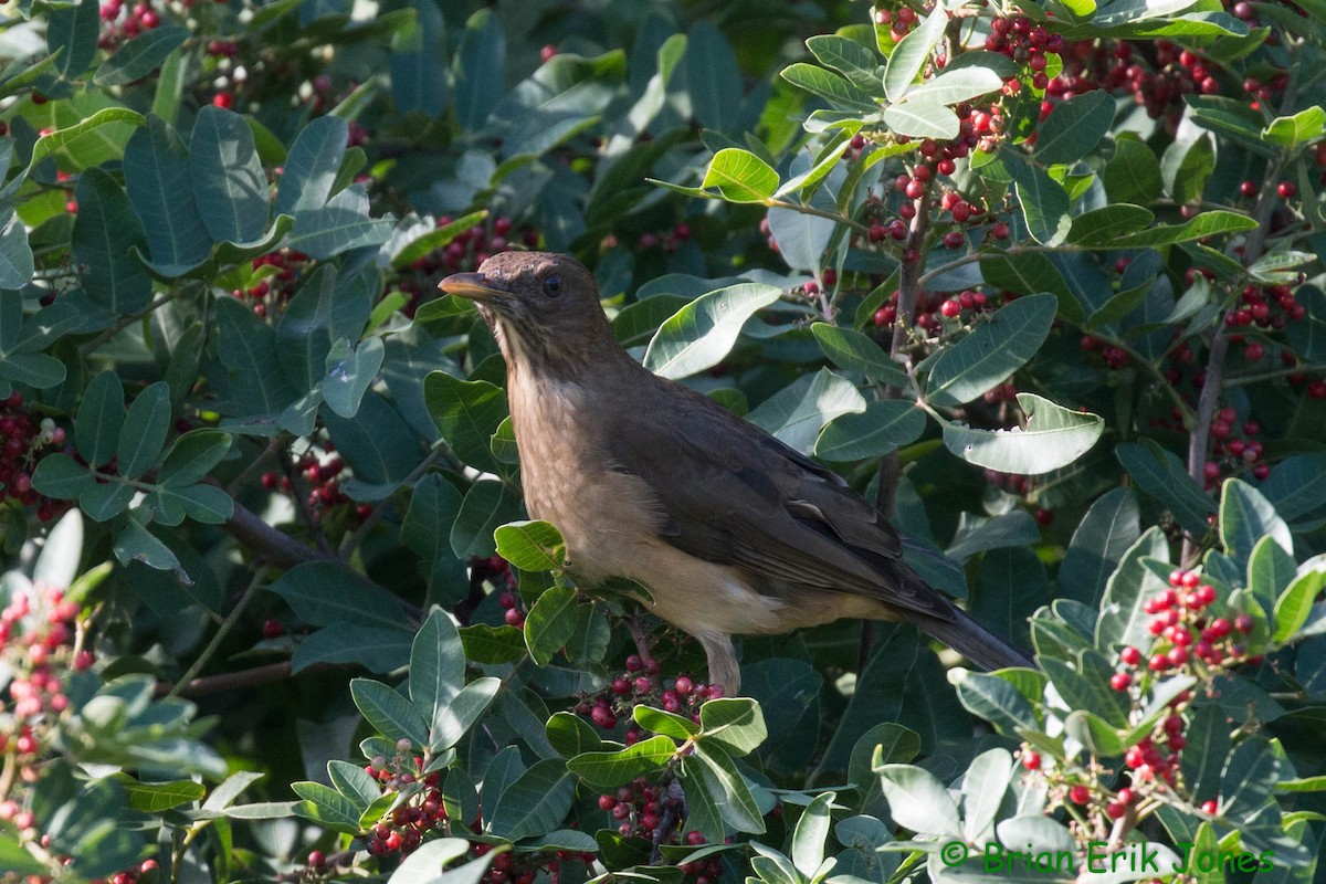 Clay-colored Thrush - ML629425725