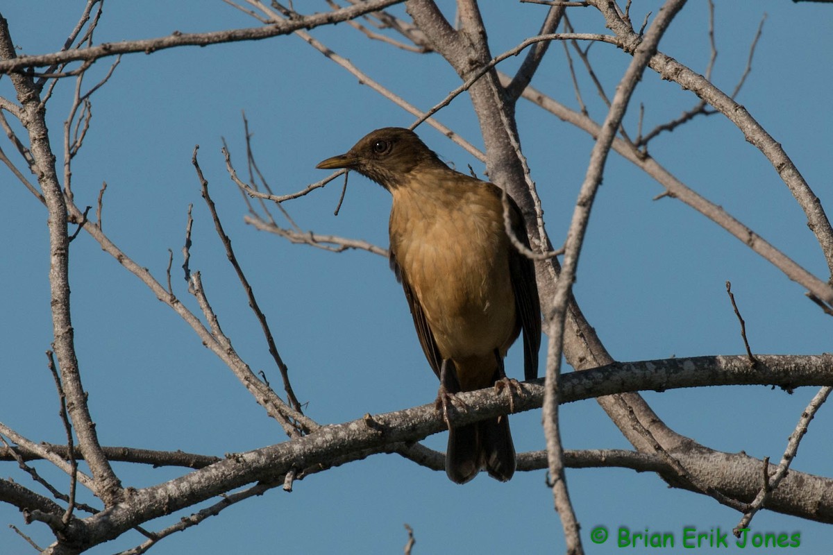 Clay-colored Thrush - ML629425726