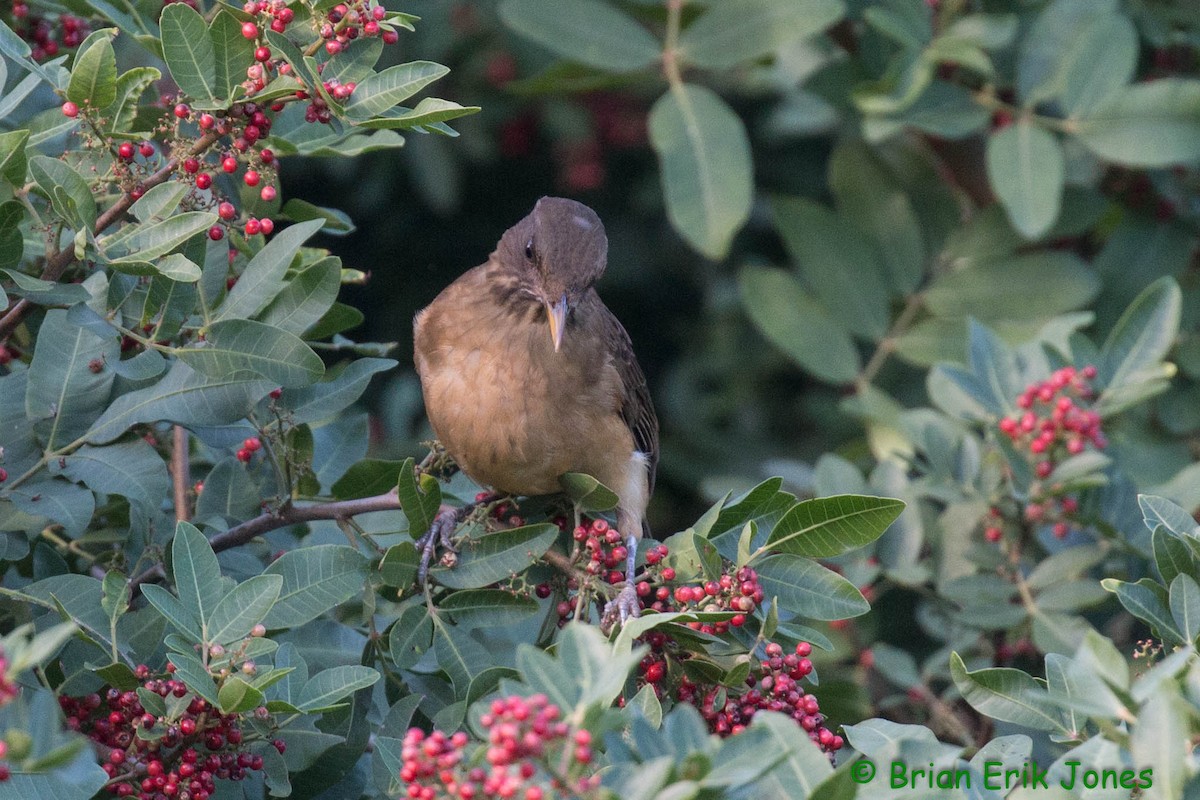 Clay-colored Thrush - ML629425735