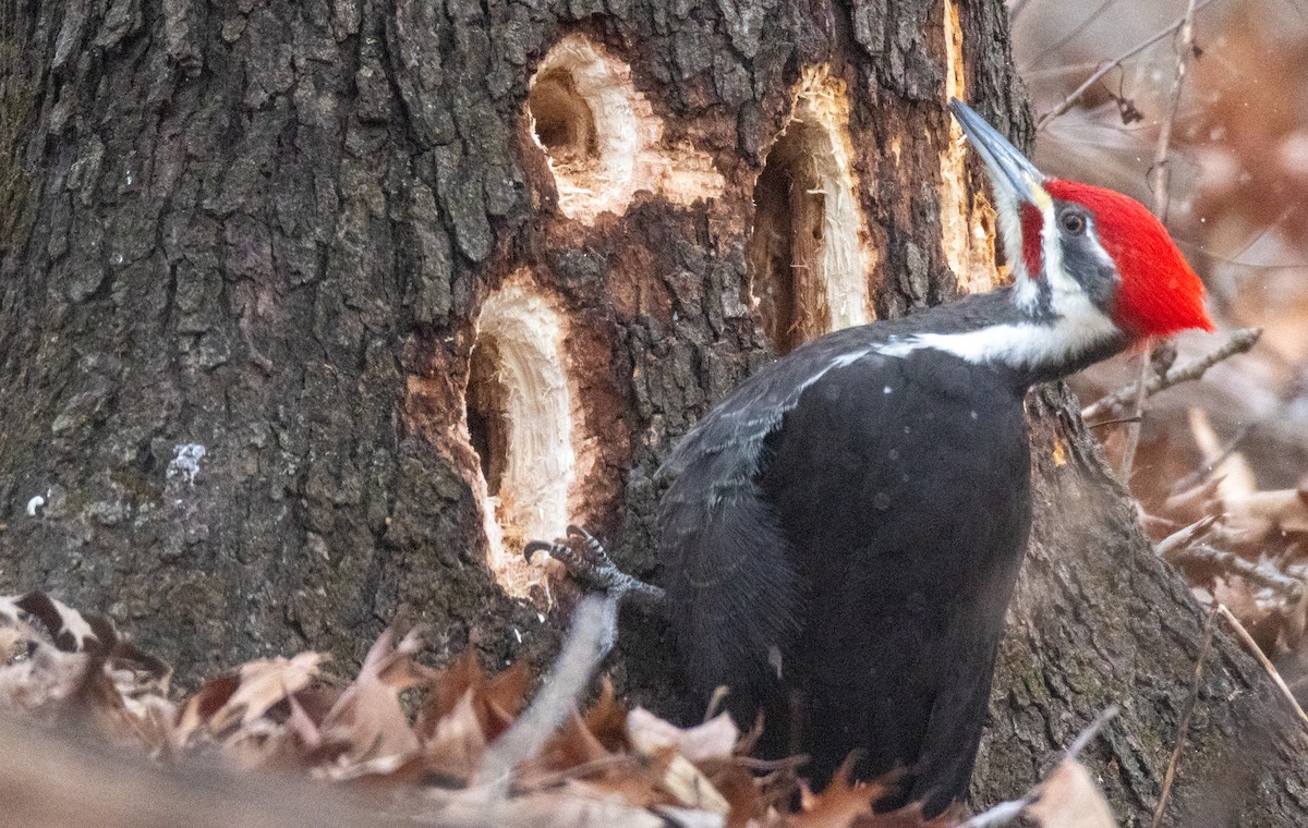 Pileated Woodpecker - ML629425757