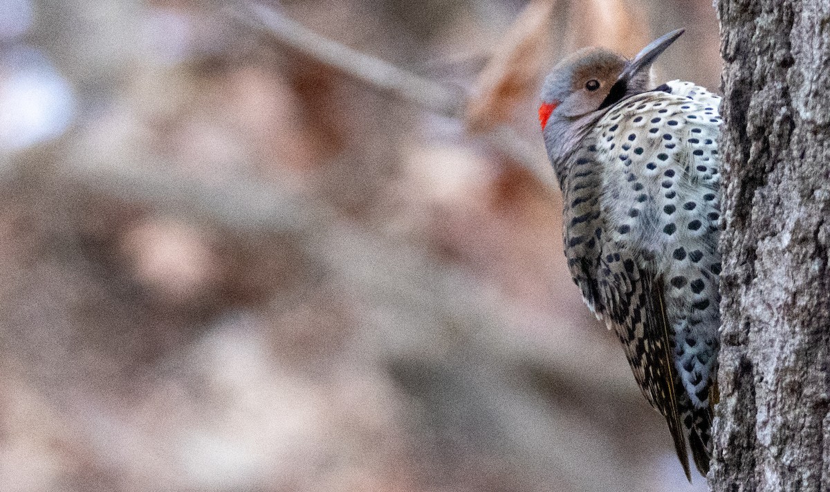 Northern Flicker - ML629425780