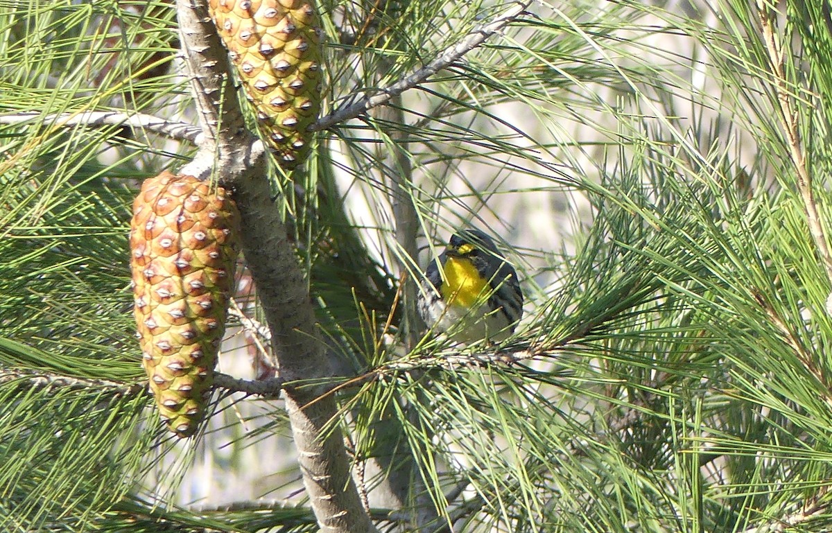 Grace's Warbler - ML629425781