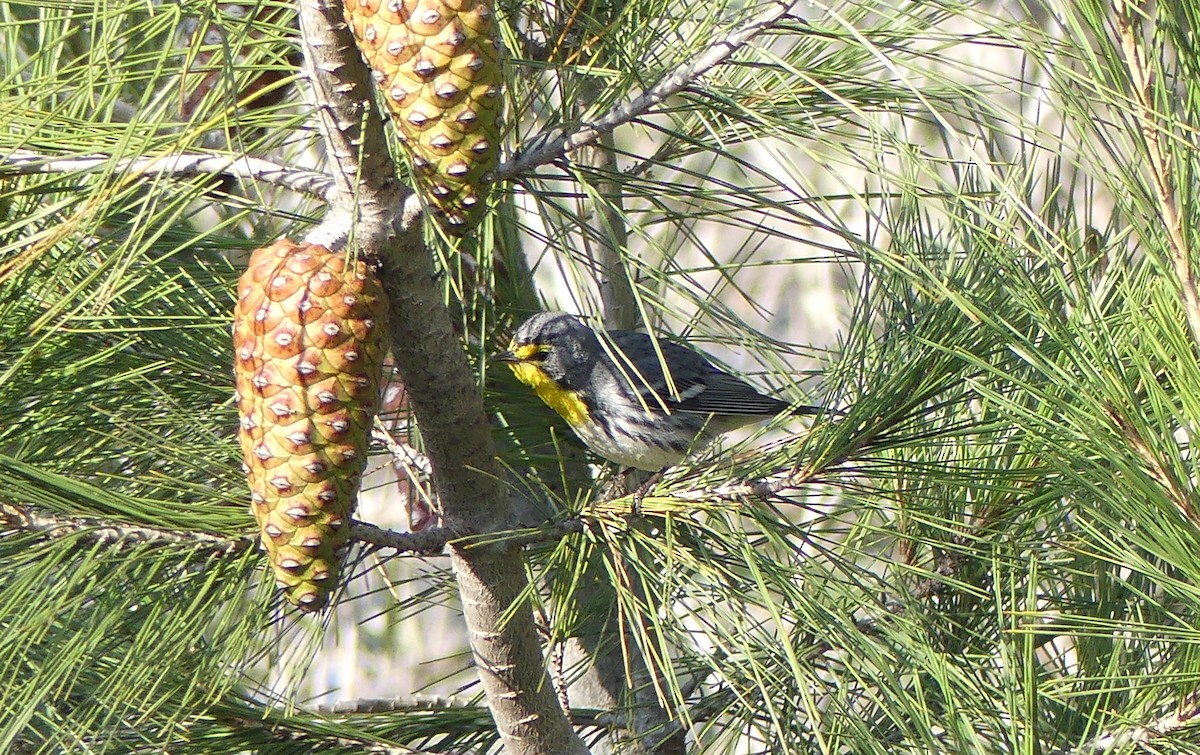 Grace's Warbler - ML629425803