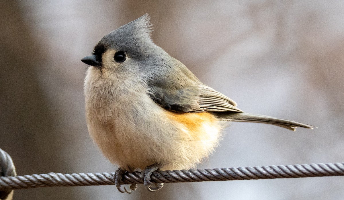 Tufted Titmouse - ML629425807