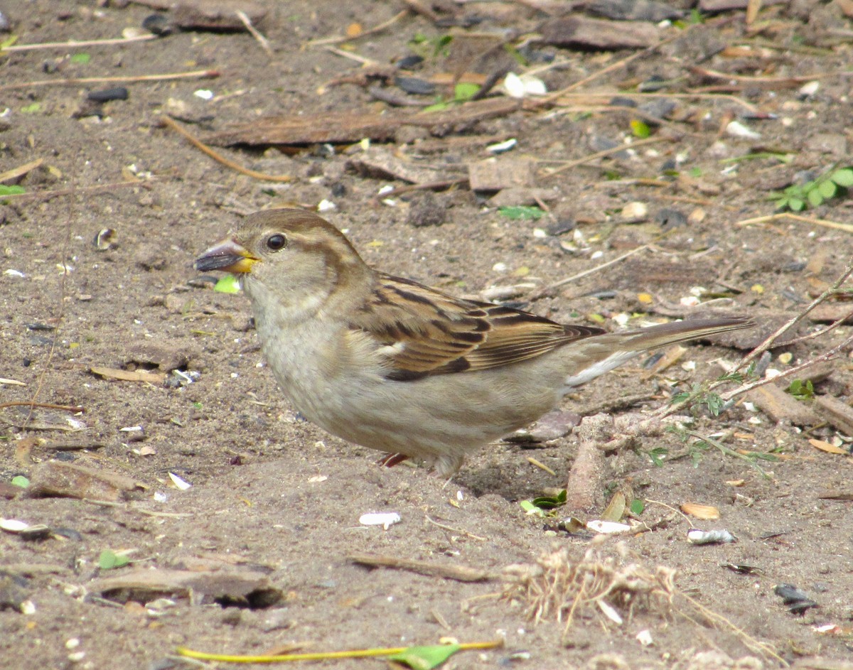 House Sparrow - ML629425808