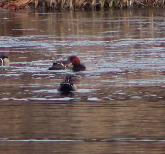 Redhead - ML629425853