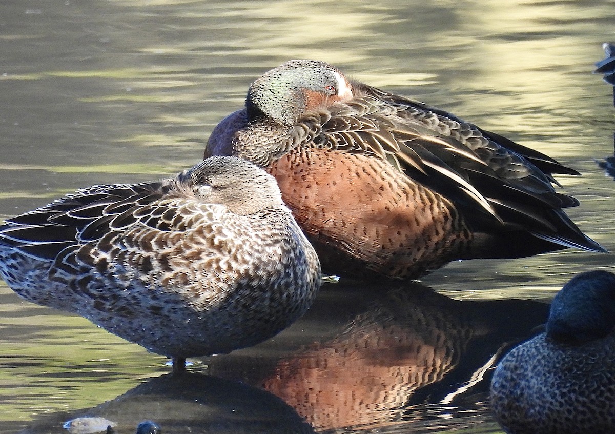 Blue-winged x Cinnamon Teal (hybrid) - ML629425992