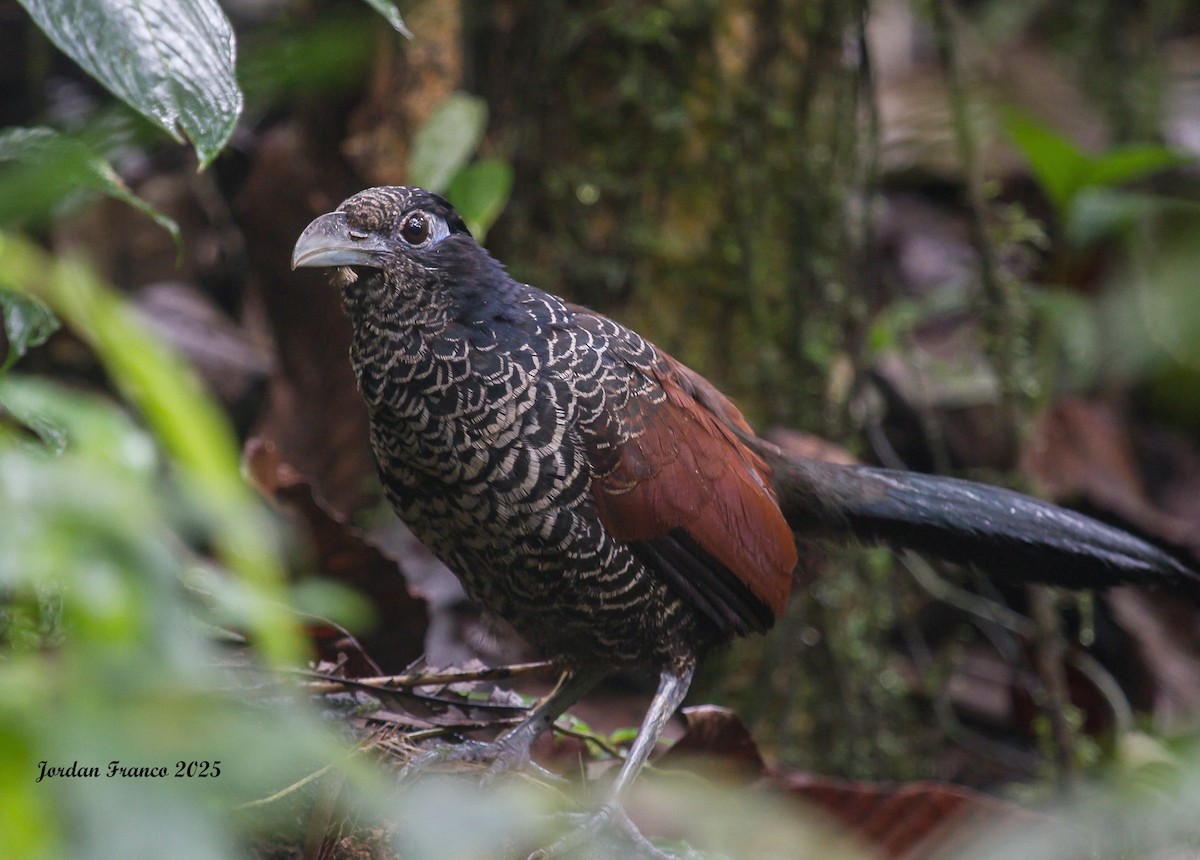 Banded Ground-Cuckoo - ML629426812