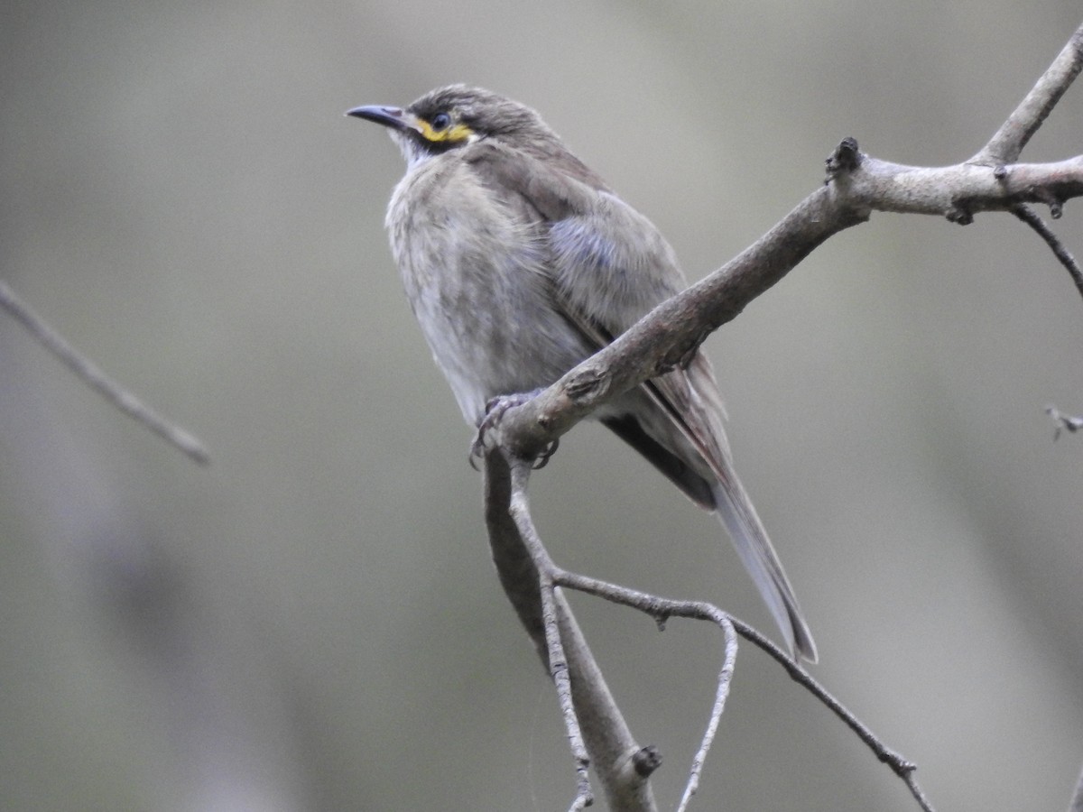 Yellow-faced Honeyeater - ML629426850