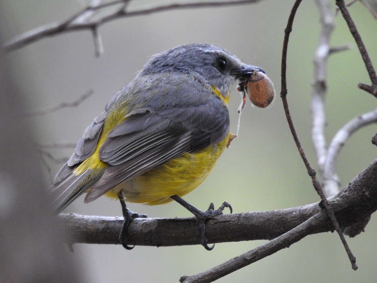 Eastern Yellow Robin - ML629426864