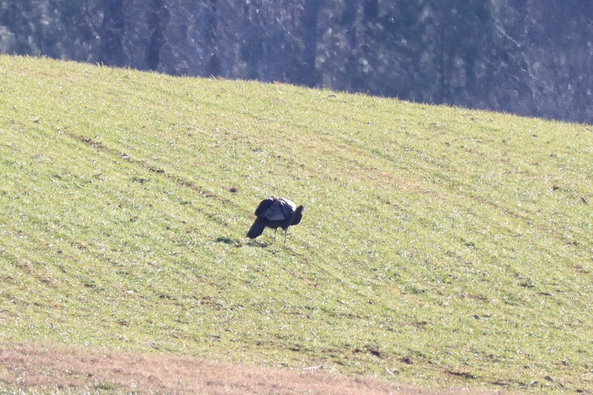 Wild Turkey - ML629426904