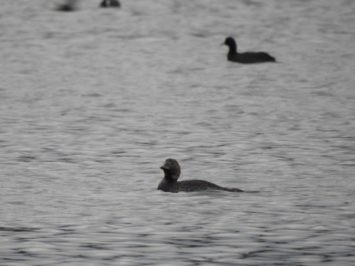 Musk Duck - ML629426921