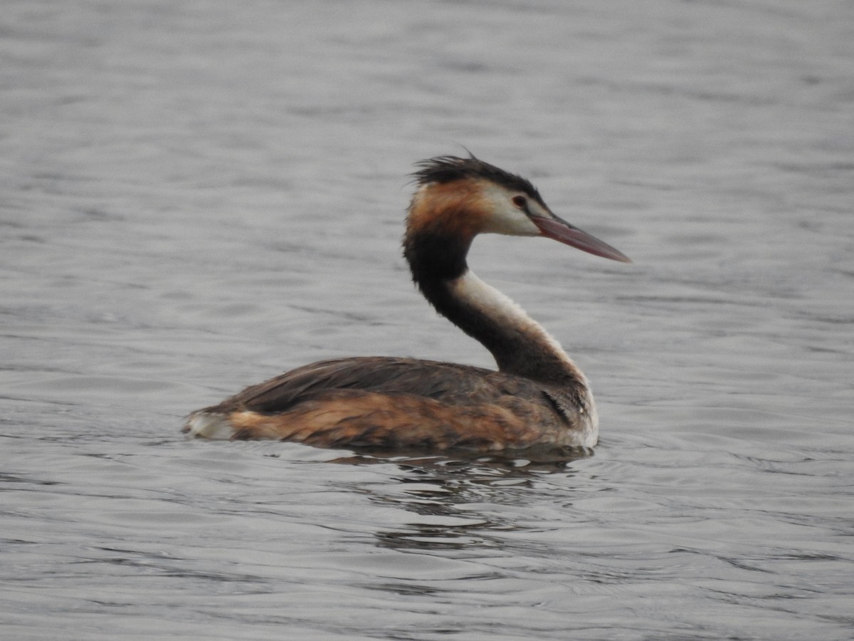 Отгот шунгуур - ML629426938