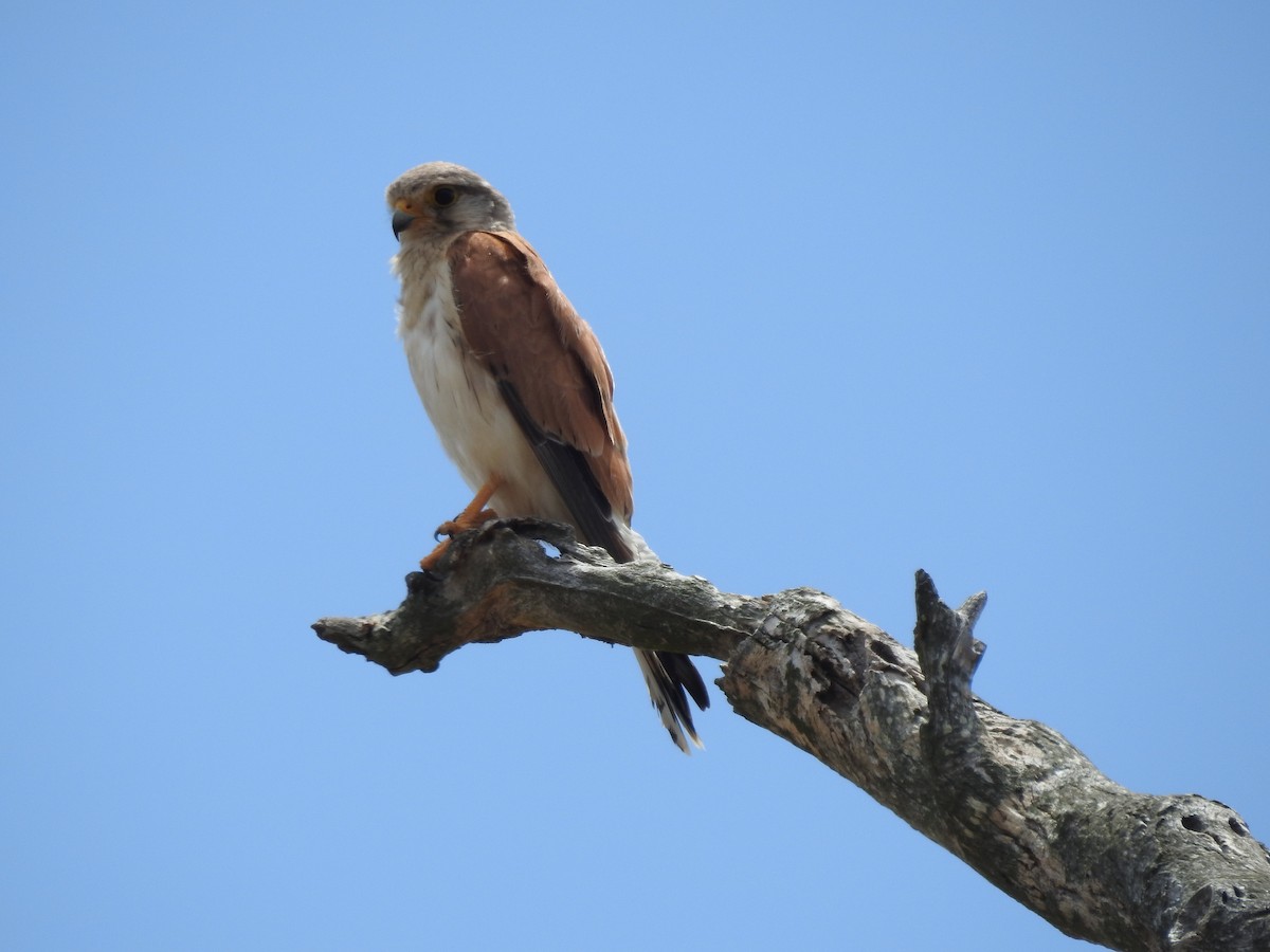 Nankeen Kestrel - ML629426970
