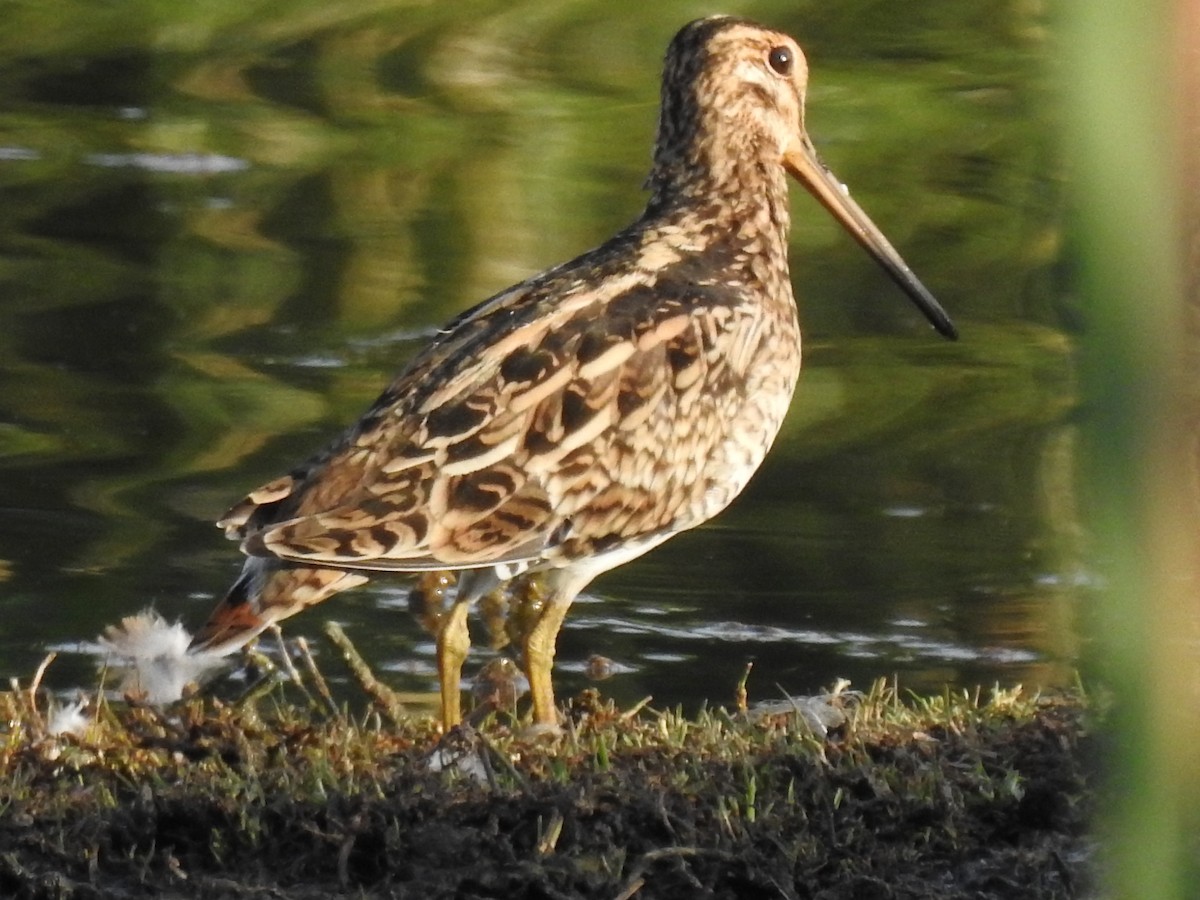 Latham's Snipe - ML629426996