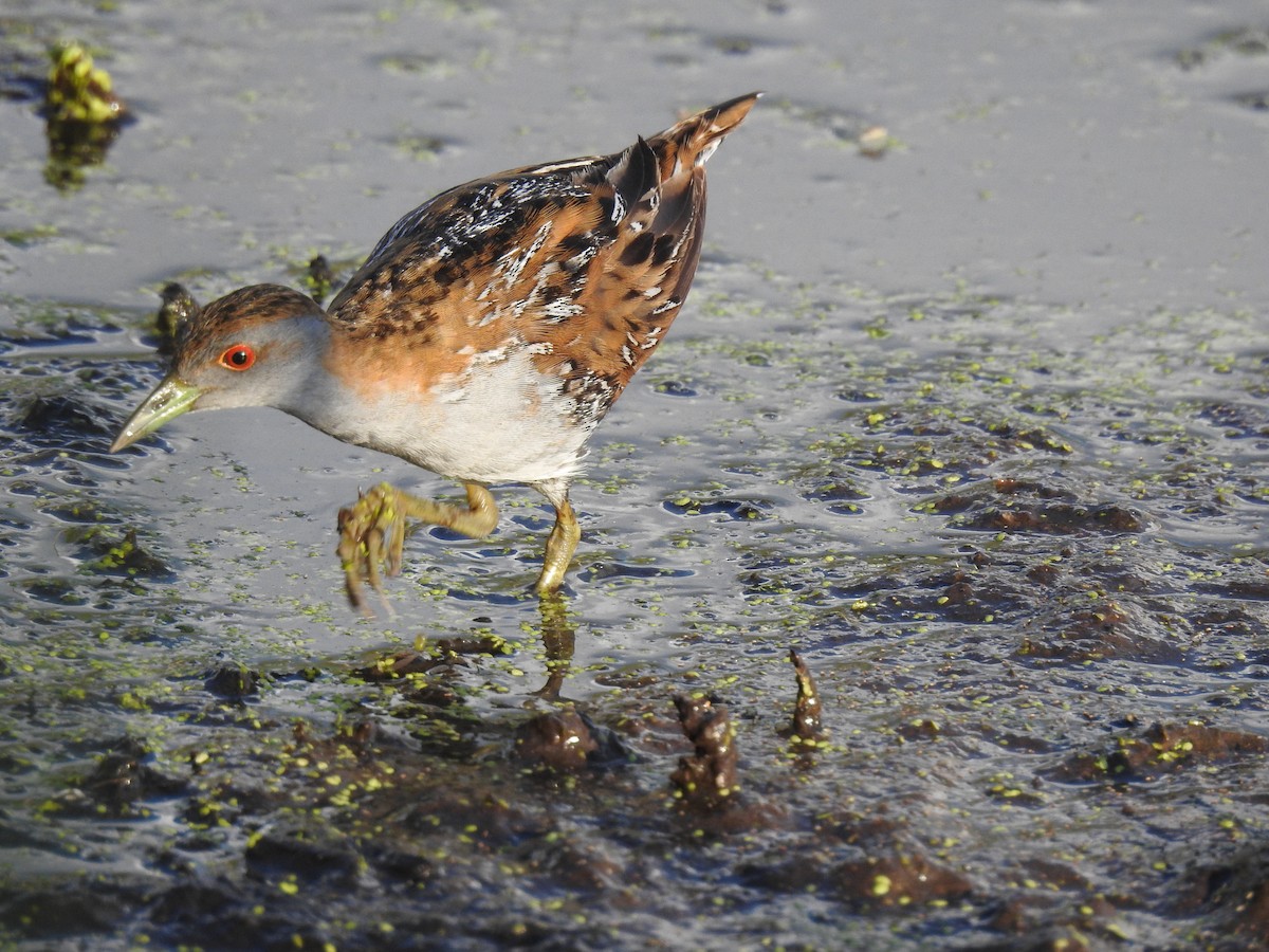 Оодон түнжүүр - ML629427014