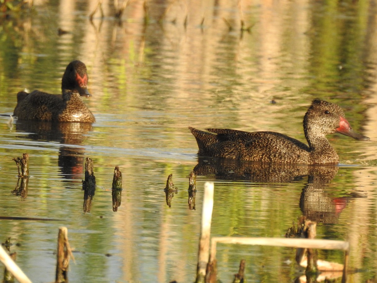 Freckled Duck - ML629427020