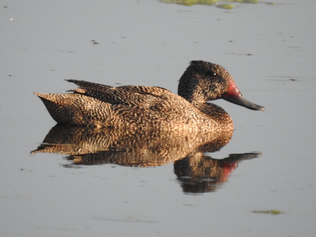 Freckled Duck - ML629427027