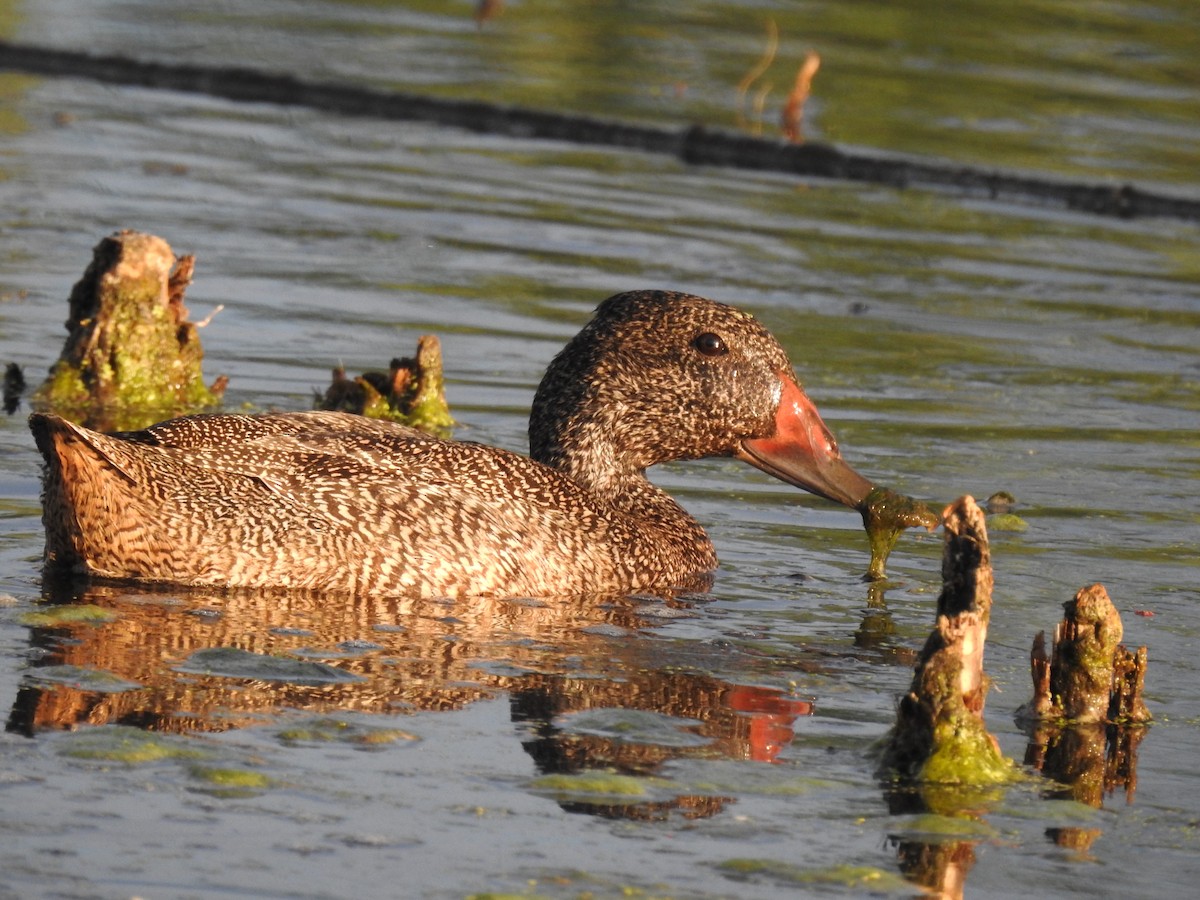 Freckled Duck - ML629427034