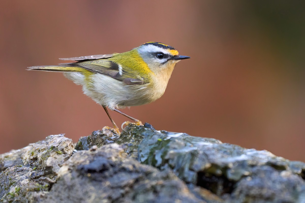 Common Firecrest - ML629427094