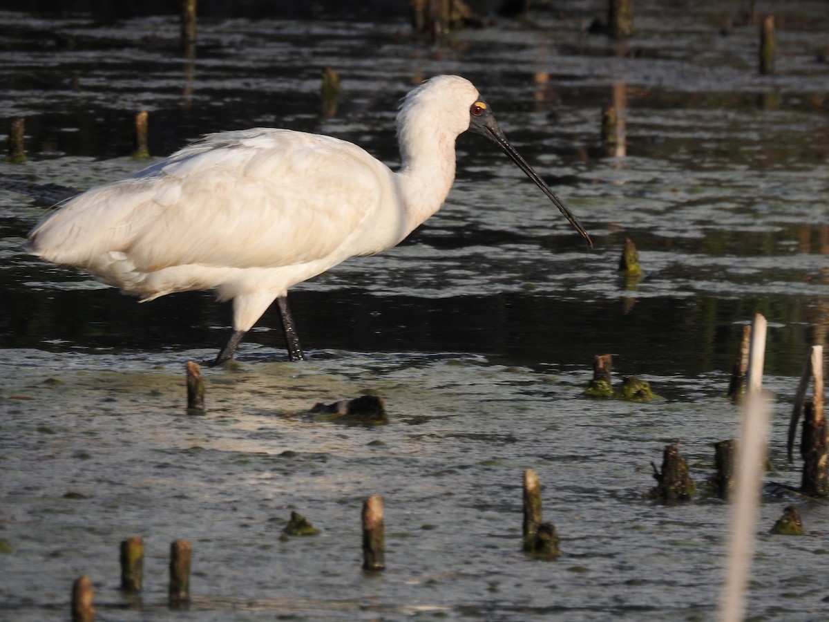Royal Spoonbill - ML629427135