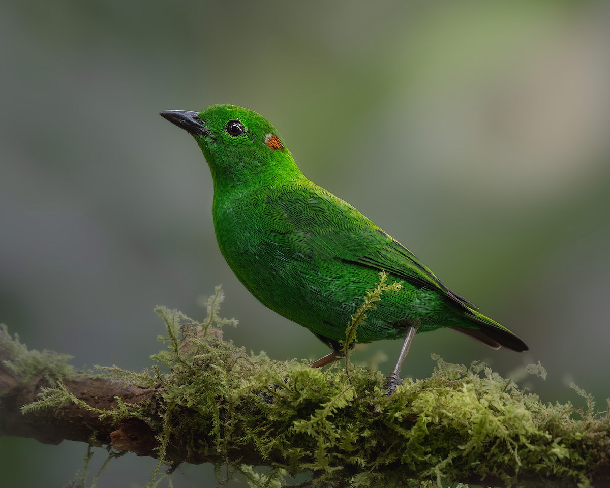 Glistening-green Tanager - ML629427275