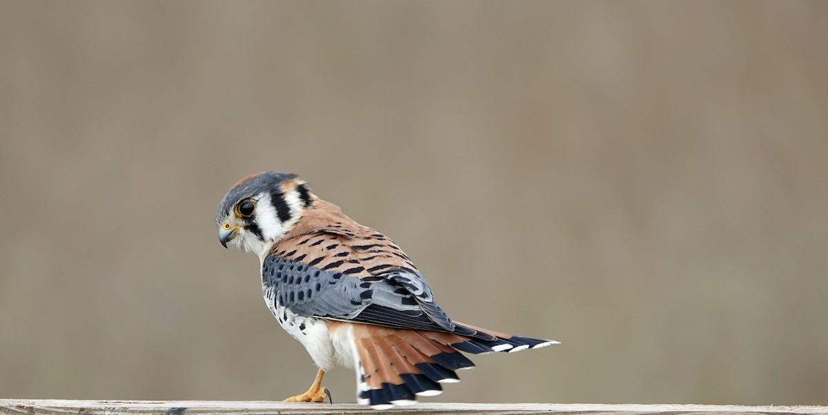American Kestrel - ML629427362