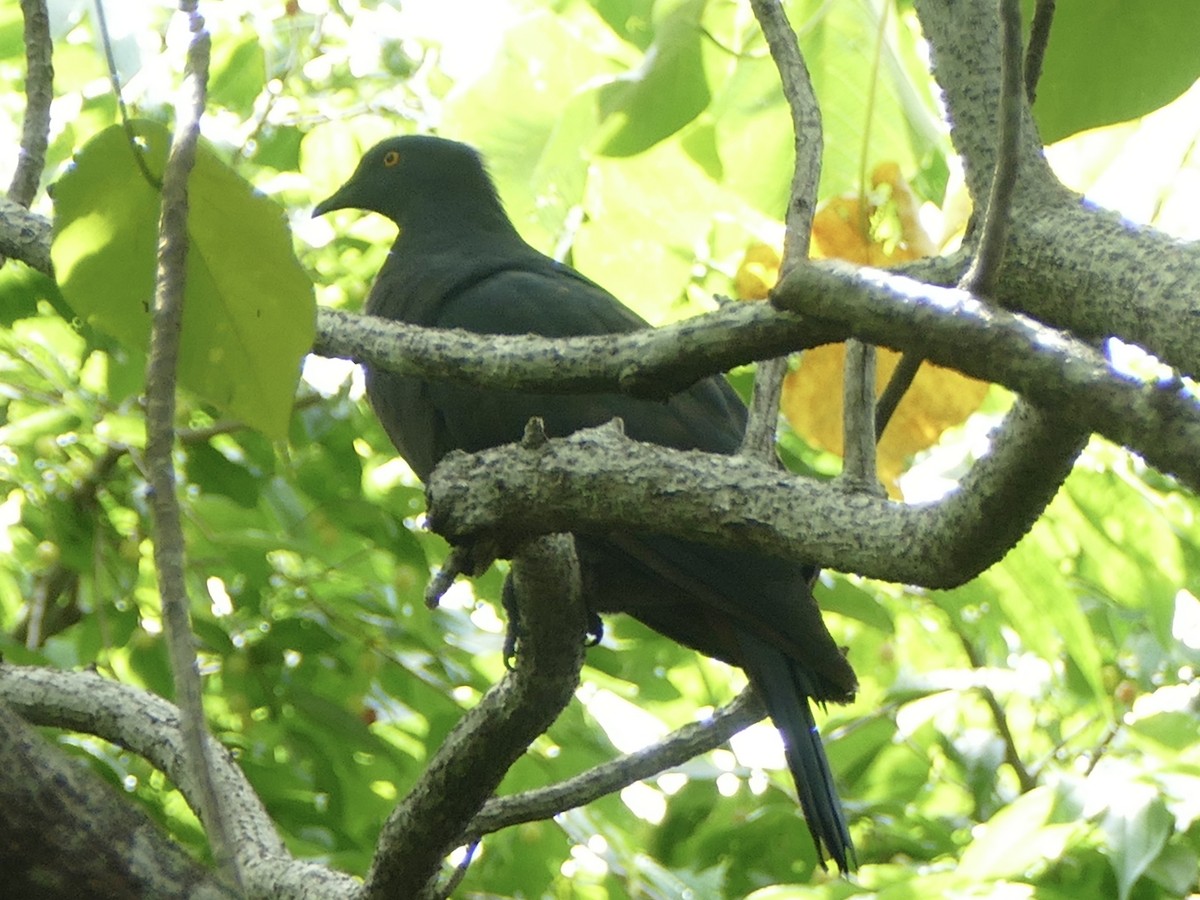 Christmas Island Imperial-Pigeon - ML629427466