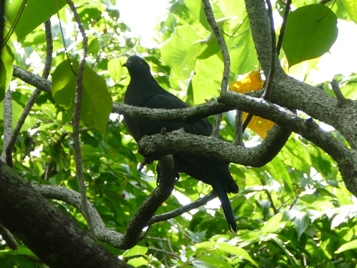 Christmas Island Imperial-Pigeon - ML629427467
