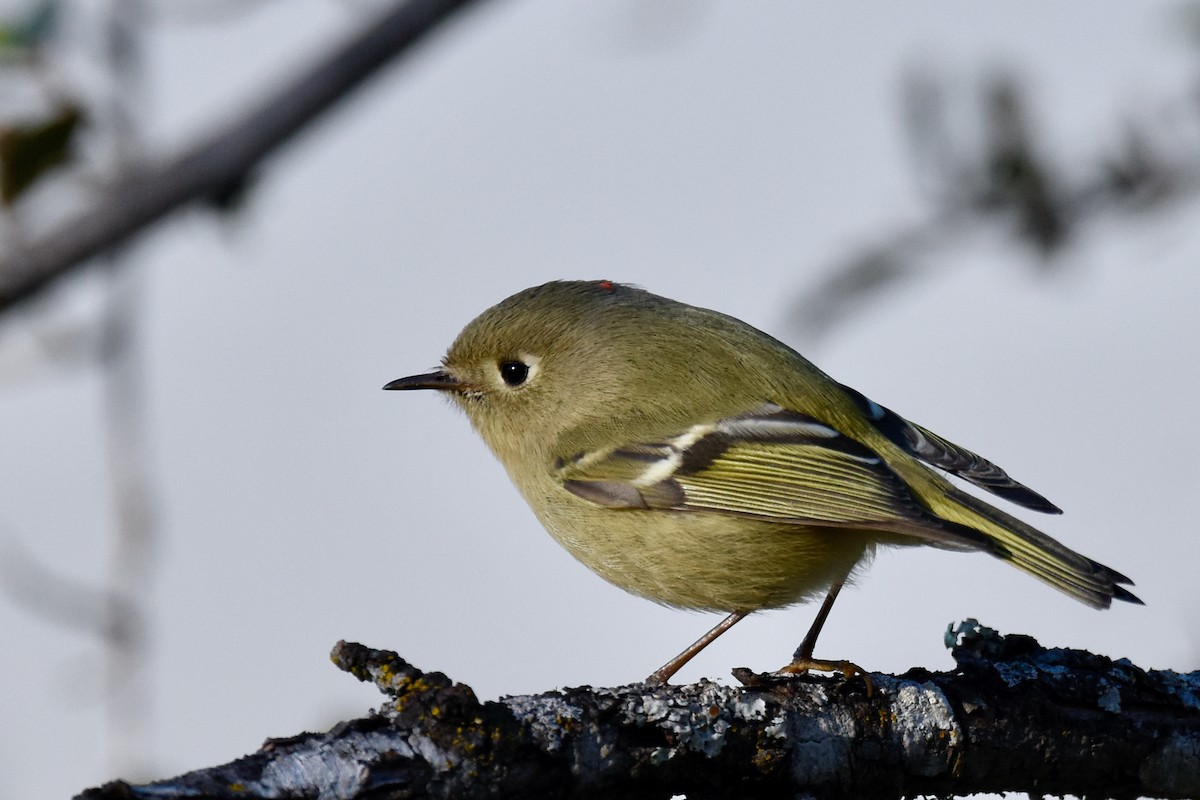 Ruby-crowned Kinglet - ML629427576