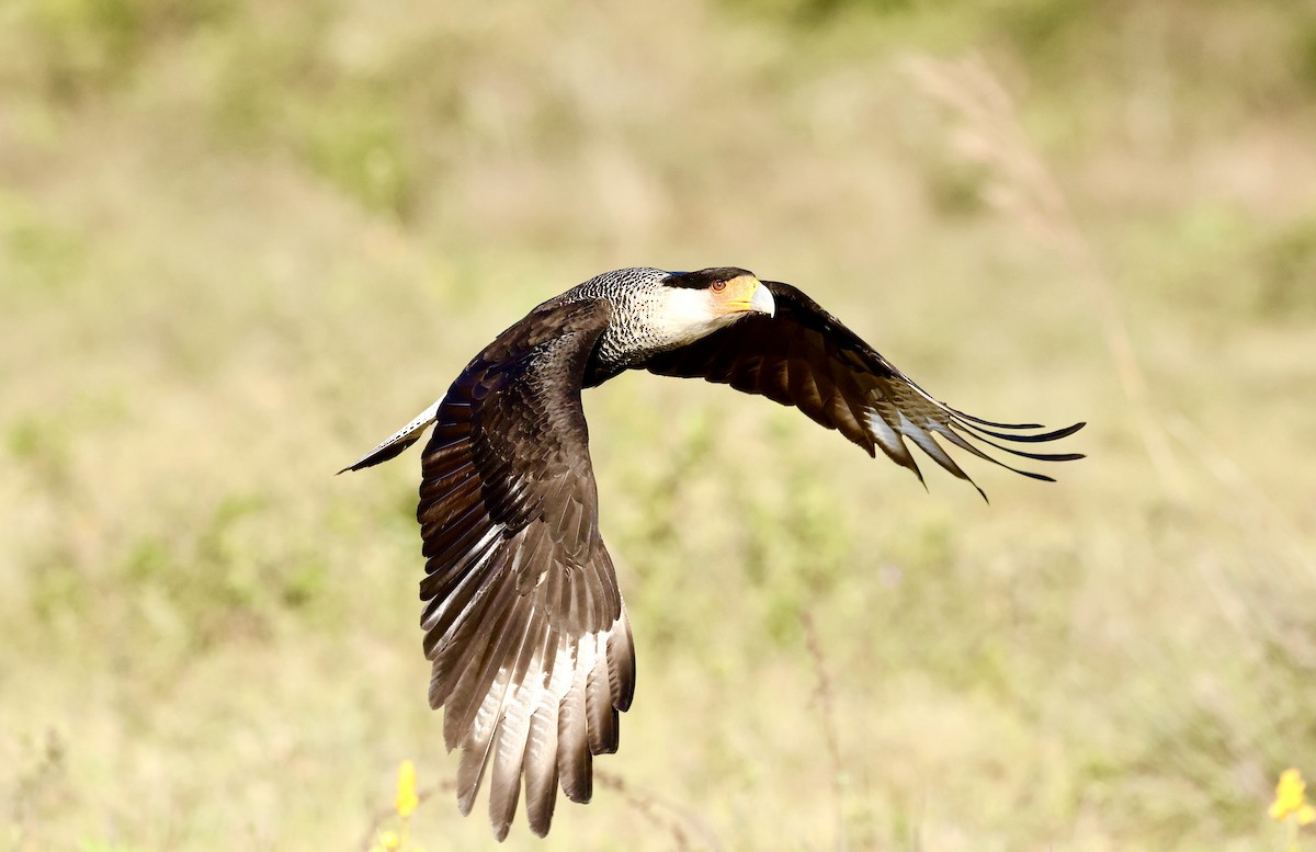 Crested Caracara - ML629427665