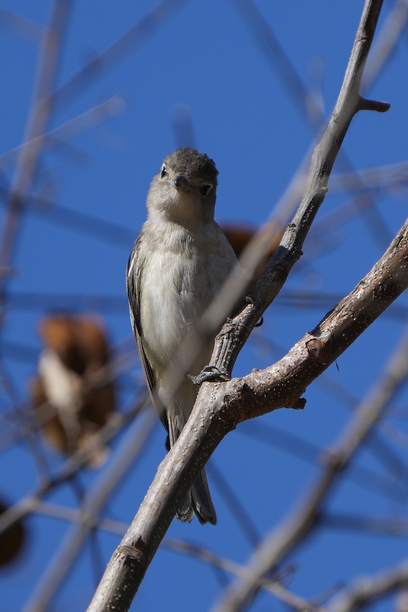 Plumbeous Vireo - ML629428050