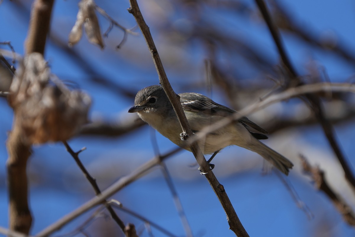 Plumbeous Vireo - ML629428053