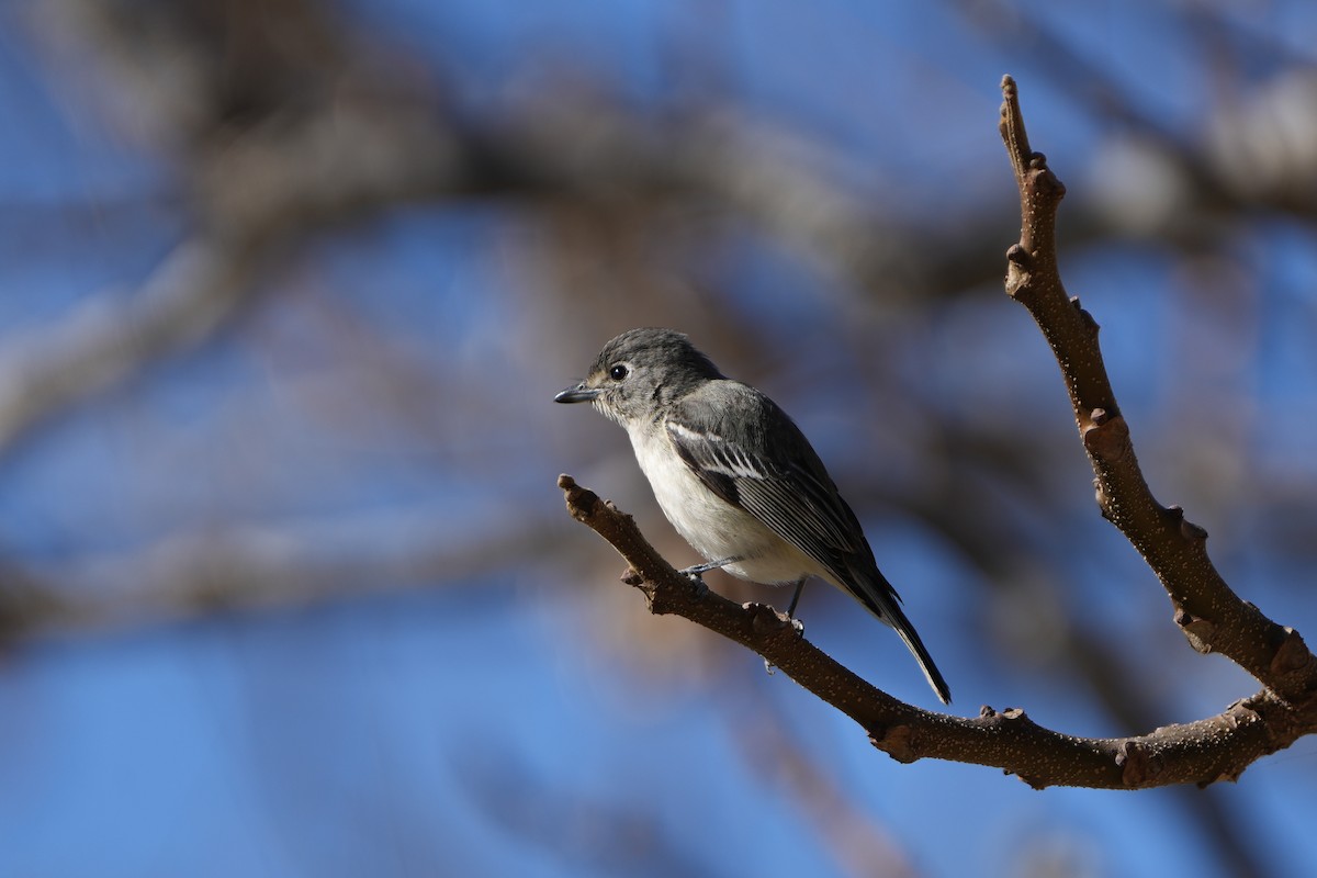 Plumbeous Vireo - ML629428054