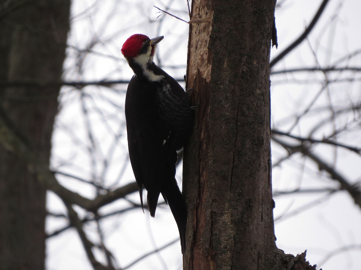 Pileated Woodpecker - ML629428297