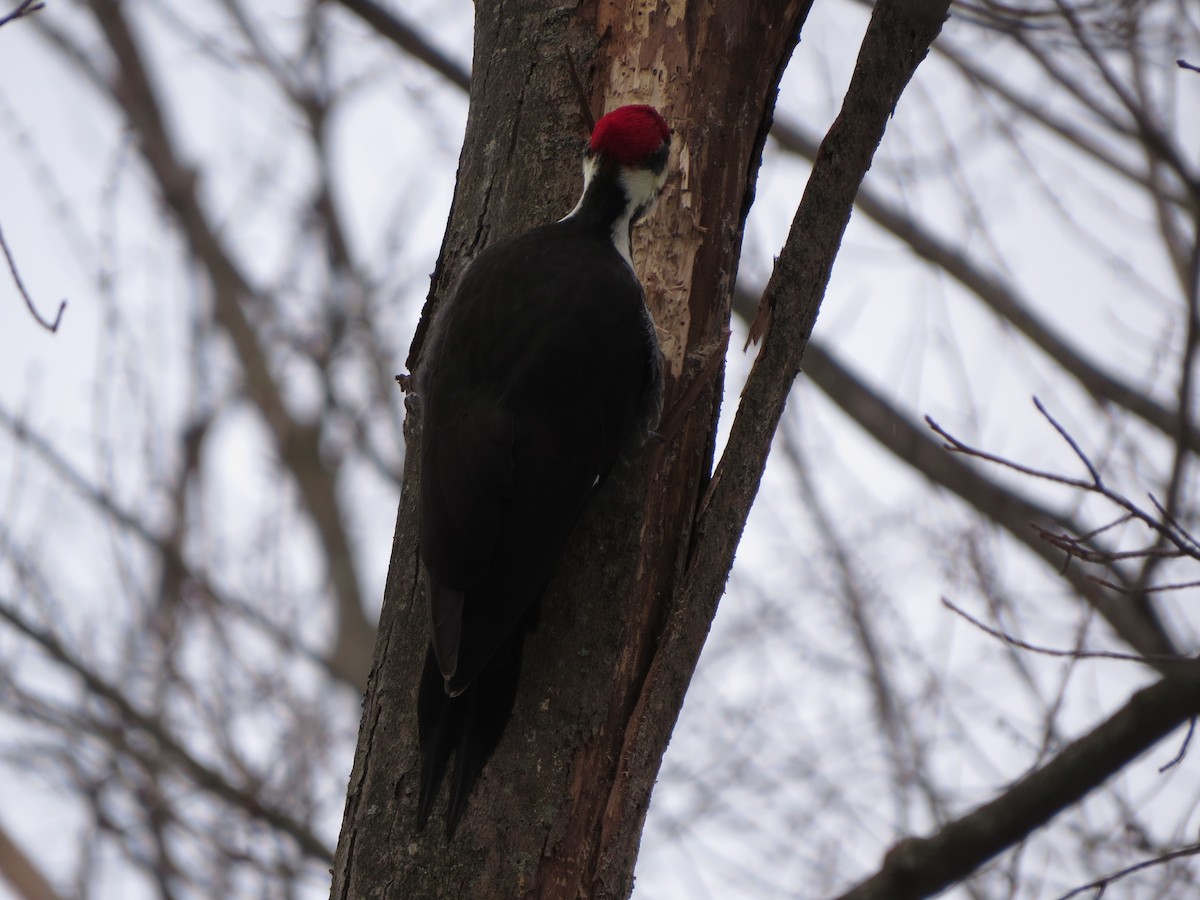 Pileated Woodpecker - ML629428298