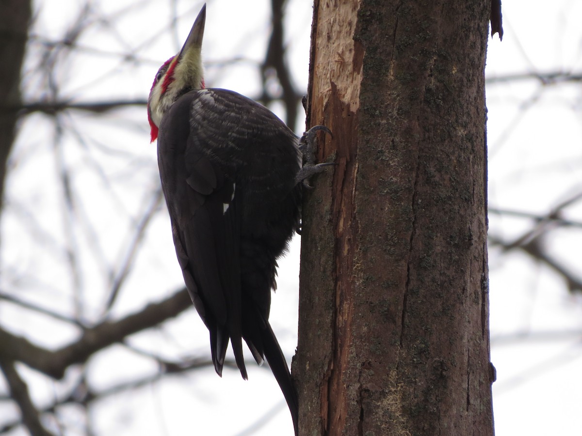 Pileated Woodpecker - ML629428300