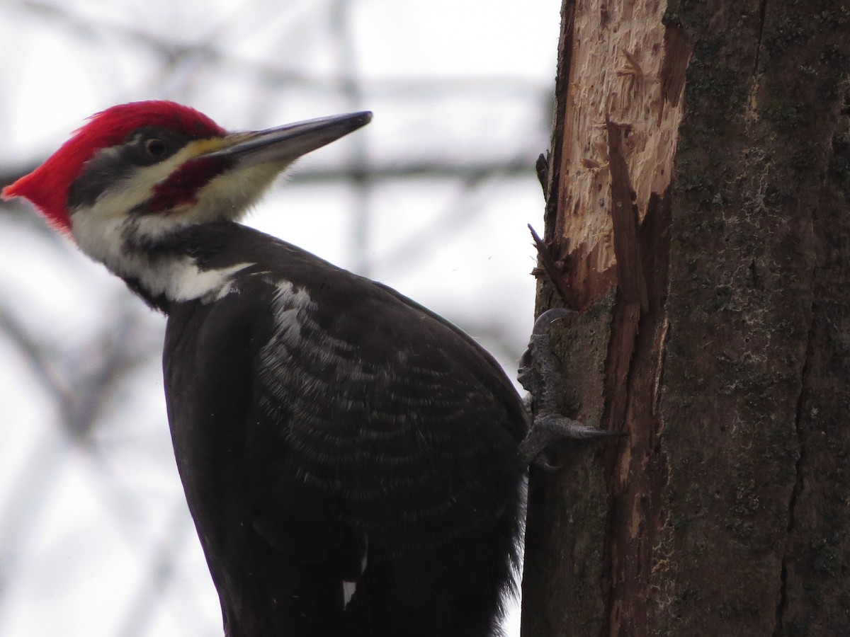 Pileated Woodpecker - ML629428301