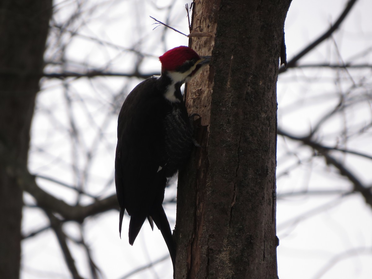 Pileated Woodpecker - ML629428302