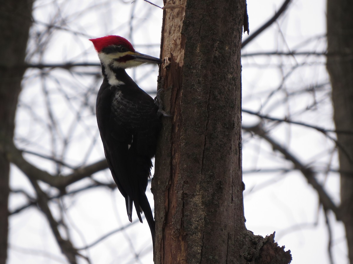 Pileated Woodpecker - ML629428305