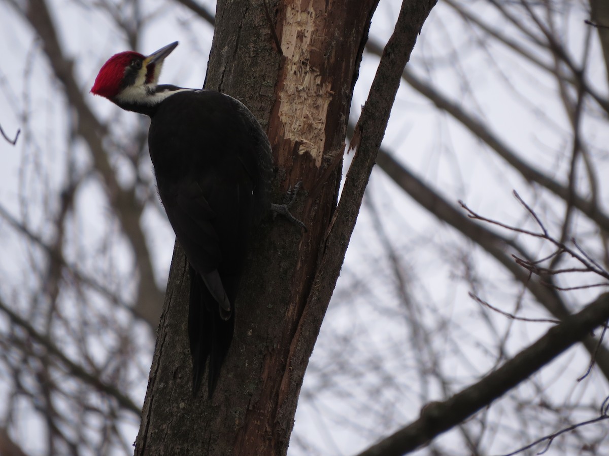 Pileated Woodpecker - ML629428306