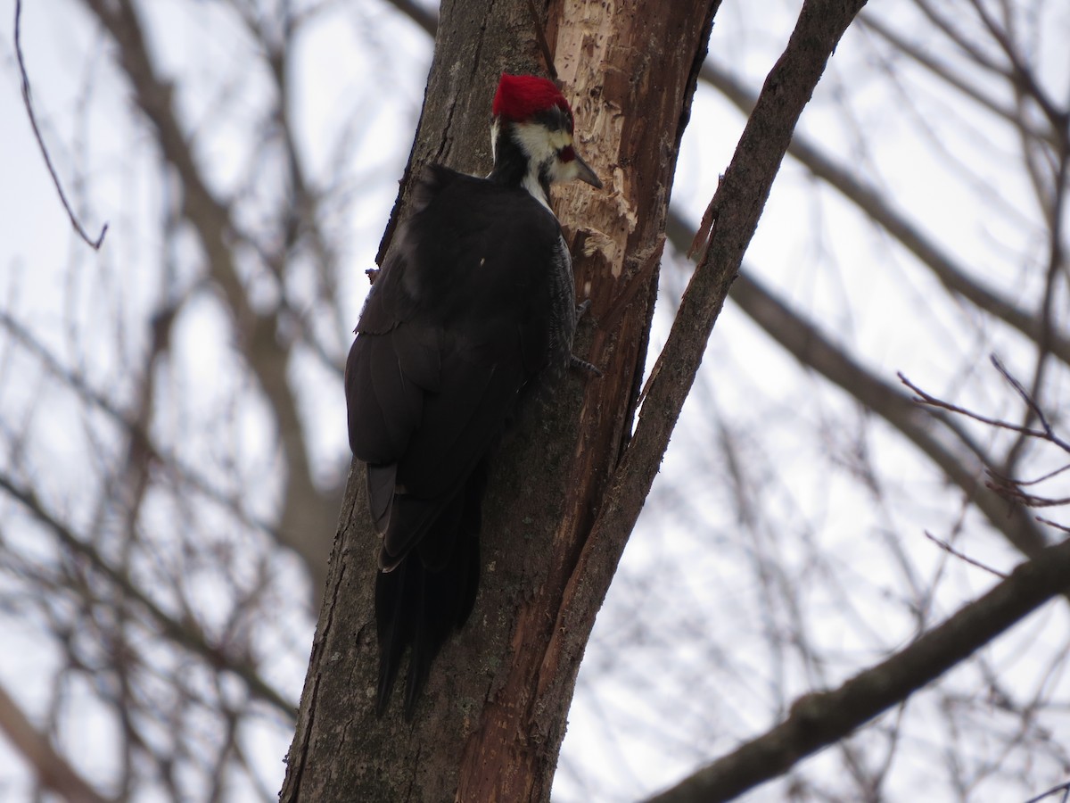 Pileated Woodpecker - ML629428307