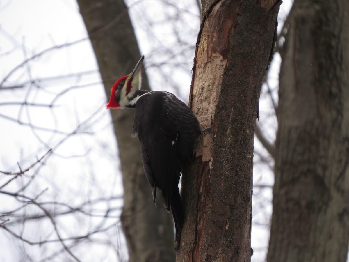 Pileated Woodpecker - ML629428308