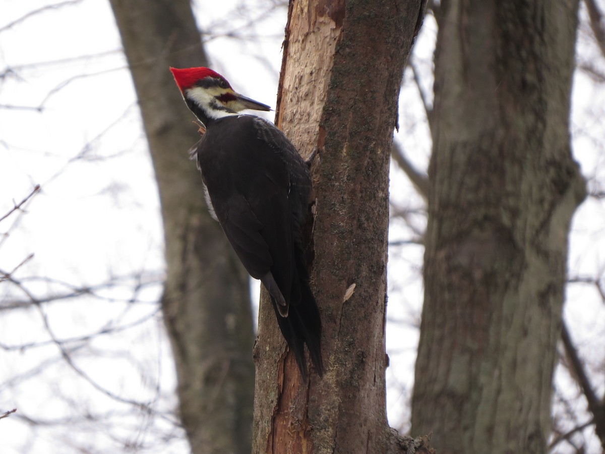 Pileated Woodpecker - ML629428309