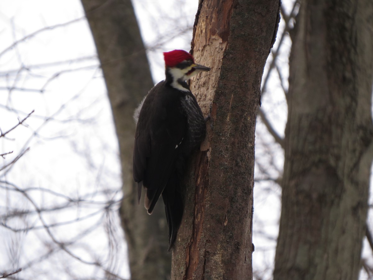 Pileated Woodpecker - ML629428310