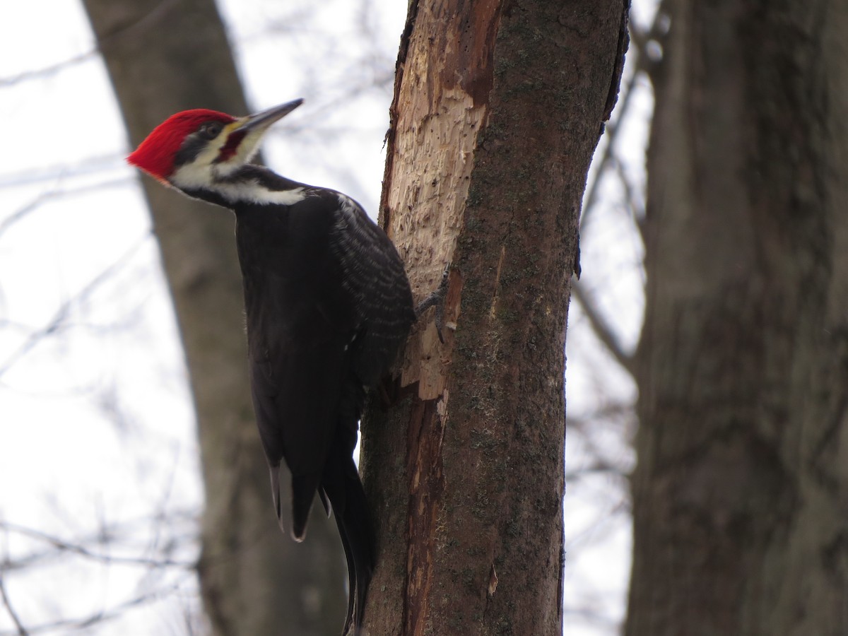 Pileated Woodpecker - ML629428311