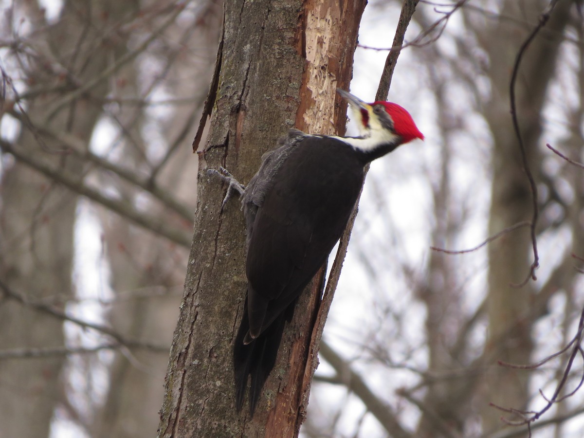 Pileated Woodpecker - ML629428312