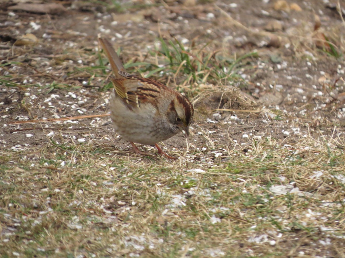 White-throated Sparrow - ML629428318